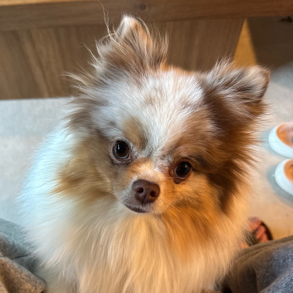 Meet your Posher, Daana